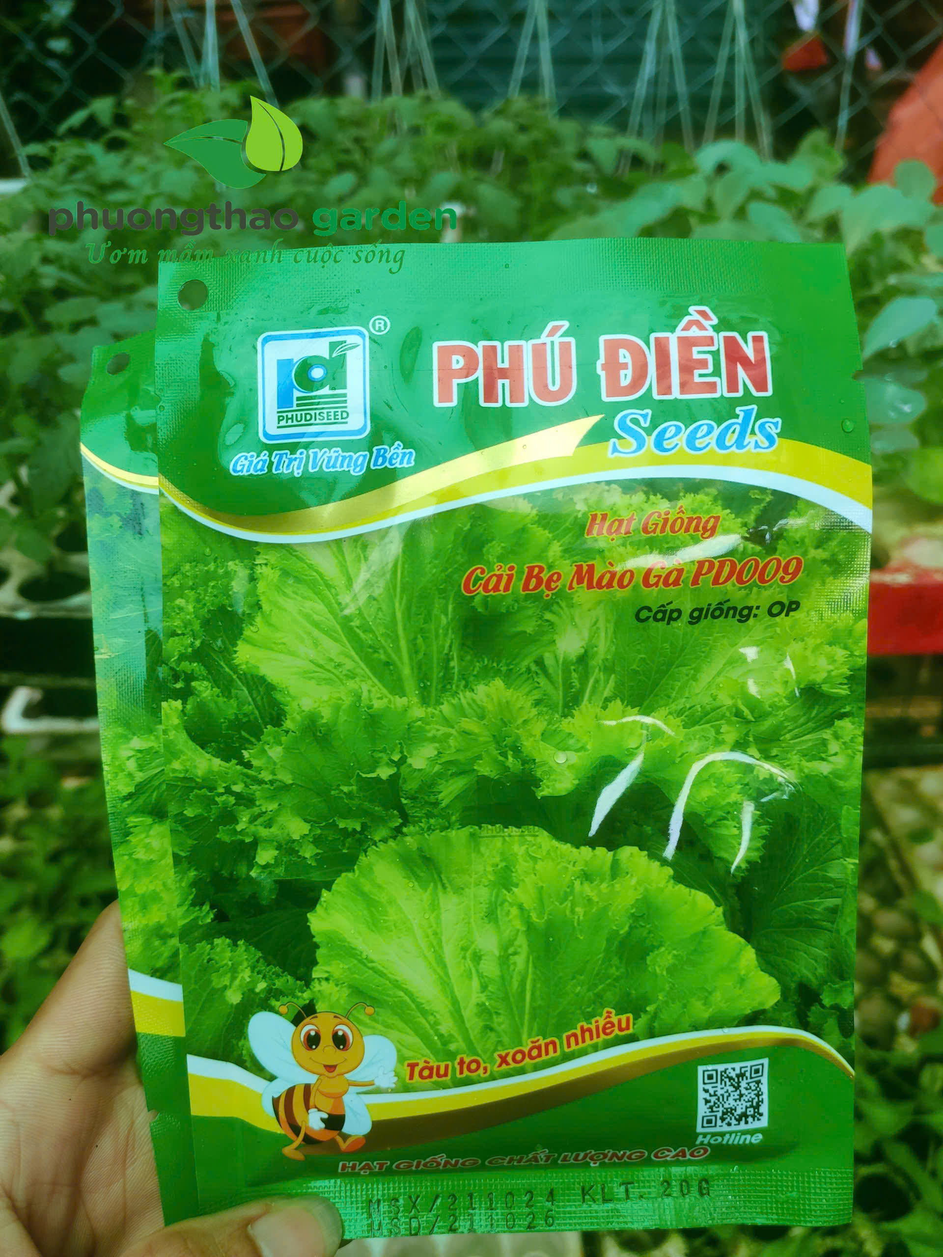 Hạt giống cải bẹ mào gà PD 009