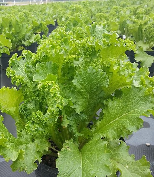 Hạt giống mù tạt xanh F1