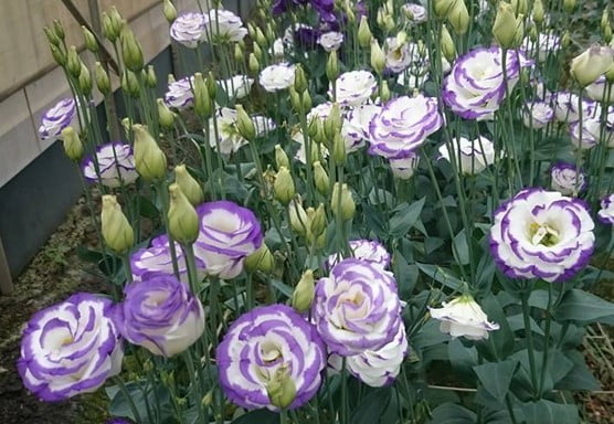 Kỹ thuật trồng hoa cát tường - Bí quyết cho khu vườn rực rỡ