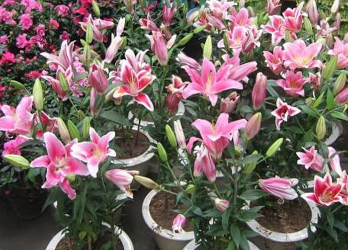 Kỹ thuật trồng hoa ly lùn cho nhà vườn [Hướng dẫn chi tiết]