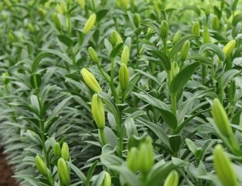 Đặc điểm và Ý nghĩa của hoa ly lùn trong phong thủy