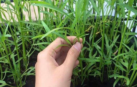 Kỹ thuật trồng rau muống trong thùng xốp hiệu quả, năng suất cao hiệu quả, năng suất cao