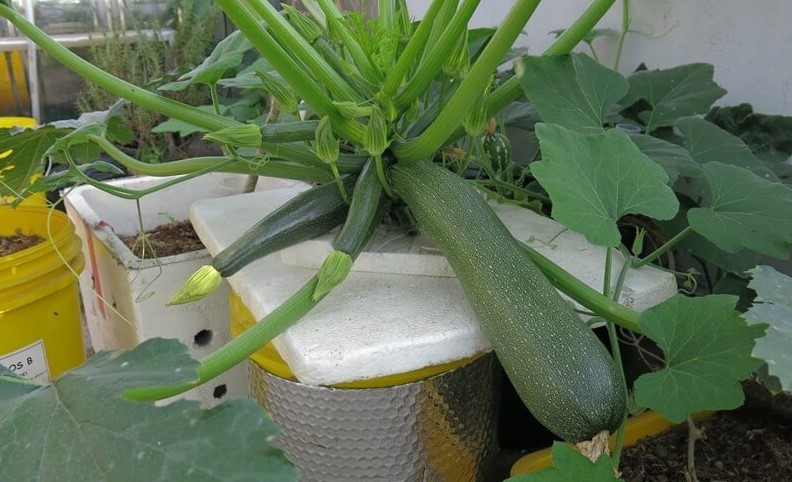 Hướng dẫn kỹ thuật trồng bí ngồi xanh trong thùng xốp