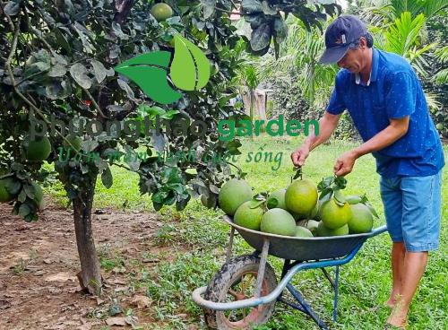 Kỹ thuật trồng bưởi da xanh: Hướng dẫn chi tiết và hiệu quả
