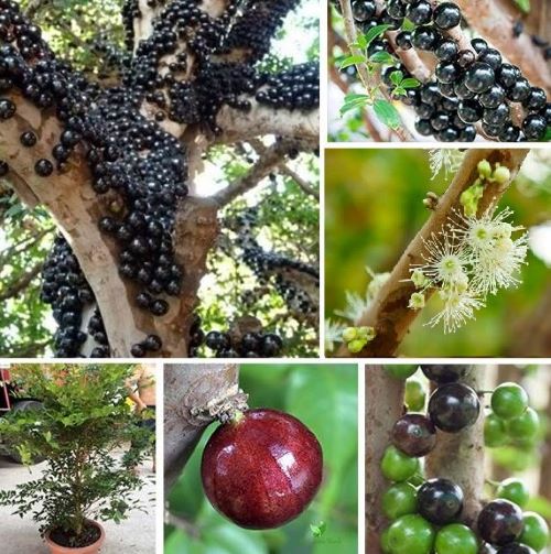 Tìm hiểu kỹ thuật trồng nho thân gỗ sai quả, dễ áp dụng