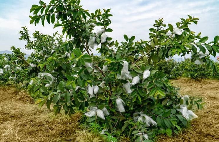 Kỹ Thuật Trồng Ổi Nữ Hoàng: Hướng Dẫn Chi Tiết Từ A-Z