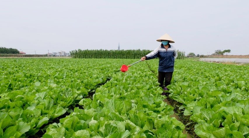 Kỹ thuật trồng rau cải mùa hè hiệu quả