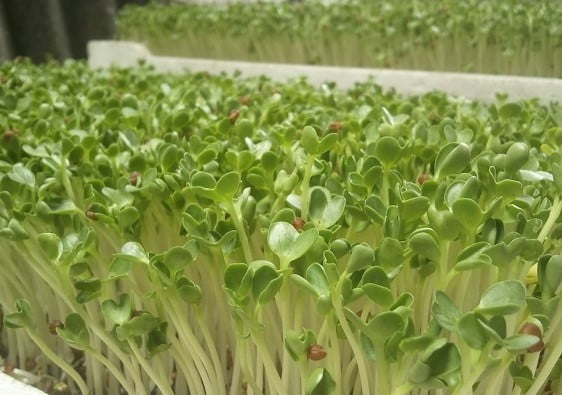 Kỹ thuật trồng rau mầm củ cải trắng tại nhà đơn giản, hiệu quả