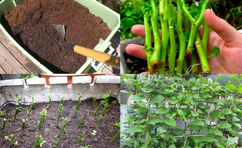 Kỹ thuật trồng rau mồng tơi bằng cành đơn giản, hiệu quả cao