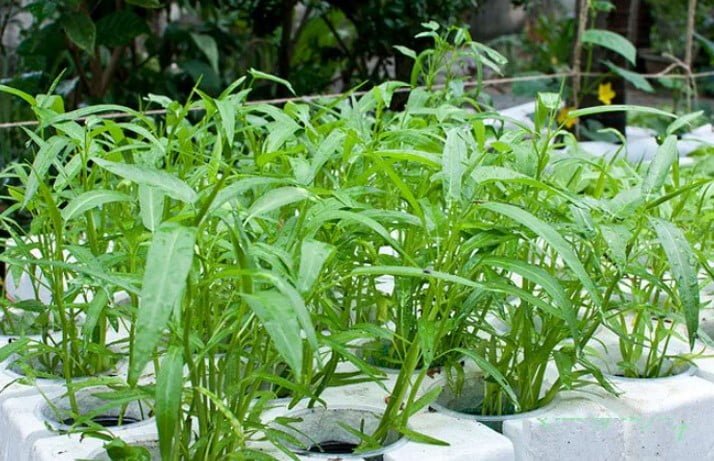 Cách Trồng Rau Muống Lá Tre Từ Hạt: Hướng Dẫn Cho Người Mới Bắt Đầu