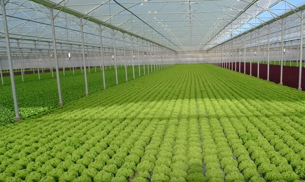 Kỹ Thuật Trồng Rau Trong Nhà Màng: Hướng Dẫn Cho Người Mới Bắt Đầu