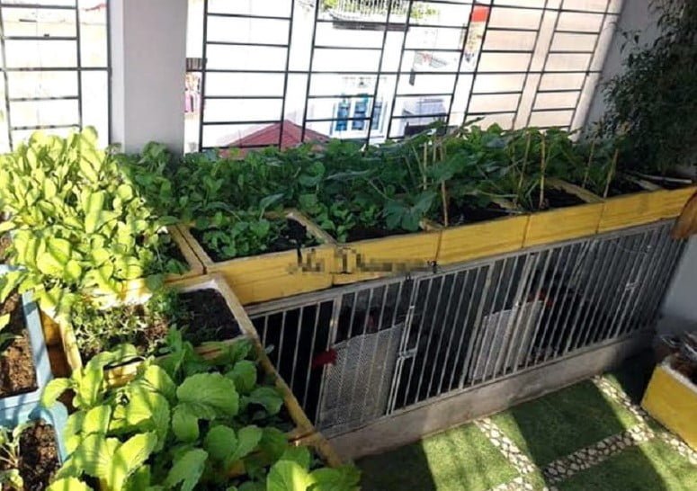Hướng dẫn thực hiện mô hình trồng rau nuôi gà trên sân thượng