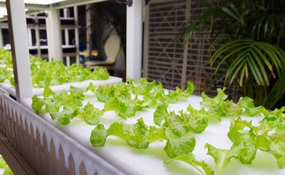 Thủy canh tĩnh là gì? Ưu điểm, nhược điểm & Kỹ thuật trồng rau