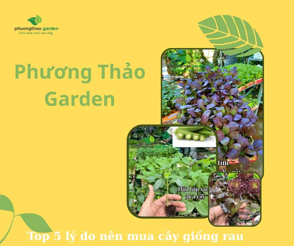 Top 5 lý do nên mua cây giống rau tại PhuongThaoGarden ở Đà Nẵng