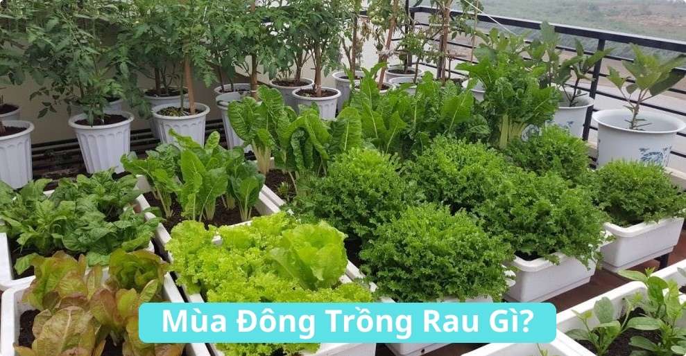 Mùa đông trồng rau gì? Những loại rau lý tưởng cho thời tiết lạnh