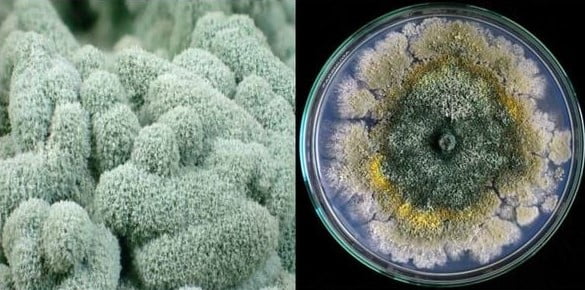 Nấm Trichoderma là gì? Đặc điểm và vai trò của nấm Trichoderma
