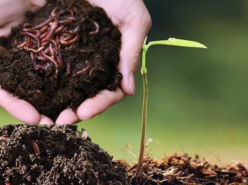 Phân Trùn Quế Là Gì? Tác Dụng Và Cách Sử Dụng Phân Trùn Quế