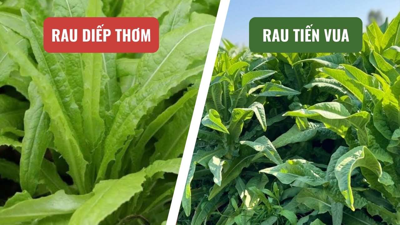 Rau diếp thơm còn gọi là rau gì? Phân biệt rau diếp thơm và rau tiến vua