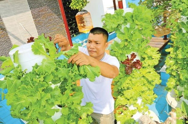 Rau gì có thể trồng trong nhà hiệu quả? Lợi ích, cách trồng & lựa chọn