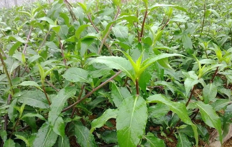 Cách trồng rau rừng Gia Lai đơn giản, dễ dàng tại nhà