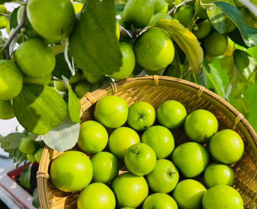 Trồng Táo Thái Trong Chậu: Hướng Dẫn Chi Tiết Từ A-Z