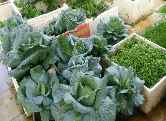Tháng 9 dương lịch trồng rau gì? Lựa chọn phù hợp, thu hoạch bội thu