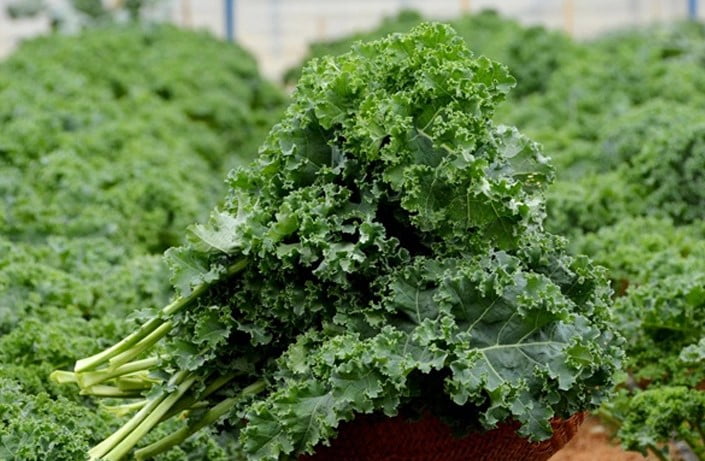 Kỹ Thuật Trồng Cải Xoăn Kale Chi Tiết Hiệu Quả