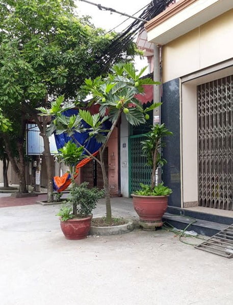 Trồng cây sa kê trước nhà có tốt không?
