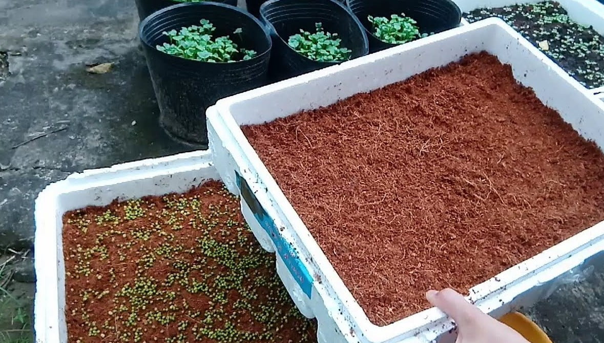 Trồng rau bằng xơ dừa: Bí kíp cho khu vườn xanh mát tại nhà
