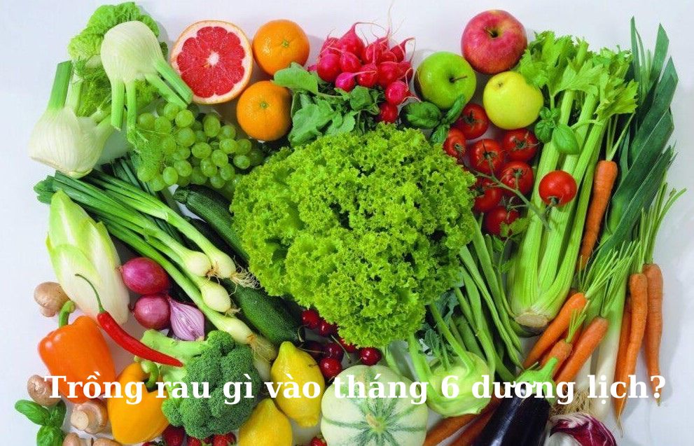 Trồng Rau Gì Vào Tháng 6 Dương Lịch? Hướng Dẫn Chi Tiết