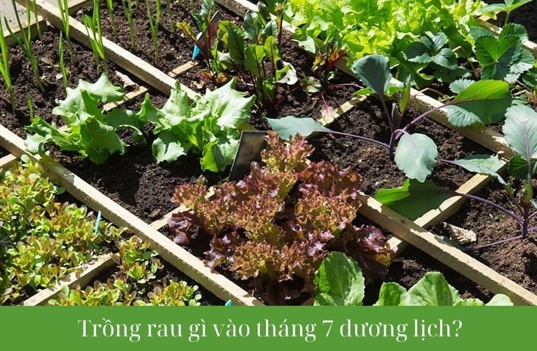 Trồng rau gì vào tháng 7 dương lịch? Hướng dẫn chi tiết từ A-Z