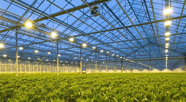 Trồng rau không cần ánh sáng mặt trời: Hướng dẫn chi tiết