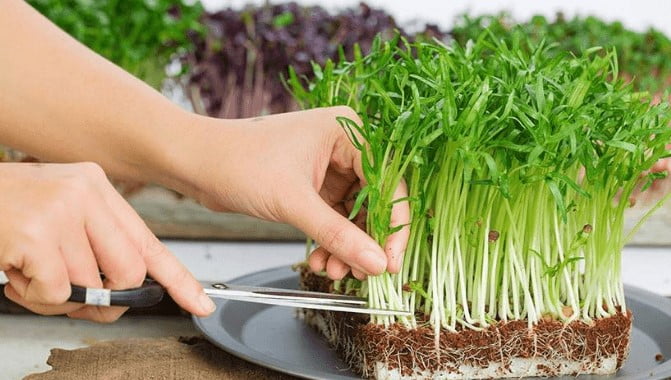 Trồng Rau Mầm Bằng Giá Thể Xơ Dừa - Tự Tay Gieo Trồng Món Quà Sức Khỏe Tại Nhà