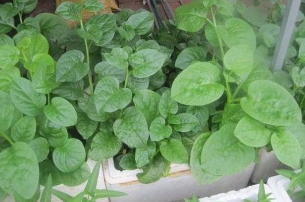 Kỹ Thuật Trồng Rau Mồng Tơi Trong Thùng Xốp Hiệu Quả
