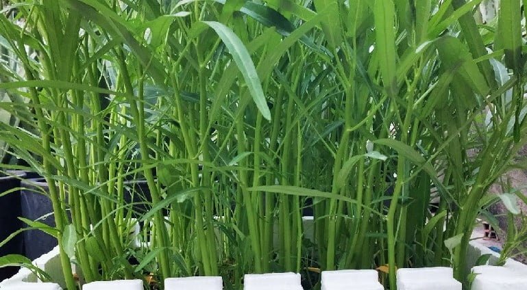 Trồng rau muống nước trong thùng xốp: Hướng dẫn chi tiết từ A đến Z
