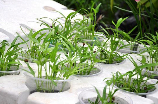 Trồng Rau Muống Thủy Canh Trong Thùng Xốp: Hướng Dẫn Chi Tiết