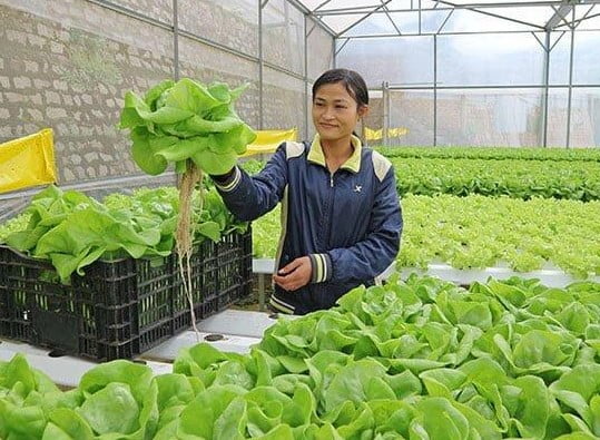 Mô Hình Trồng Rau Thủy Canh Hồi Lưu: Hiệu Quả & Bền Vững