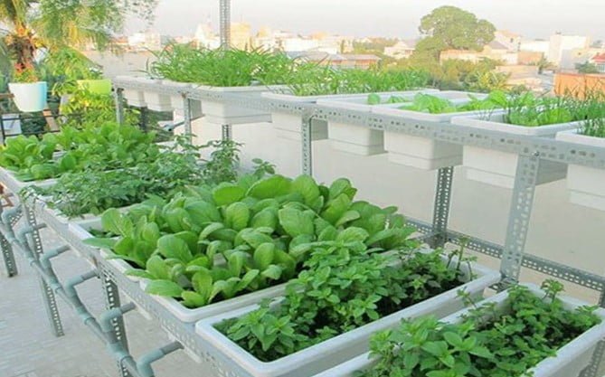Một số câu hỏi thường gặp về trồng rau trong thùng xốp
