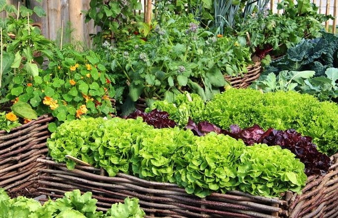 Mùa Thu Miền Bắc Trồng Rau Gì? Hướng Dẫn Chọn Rau & Kỹ Thuật Trồng
