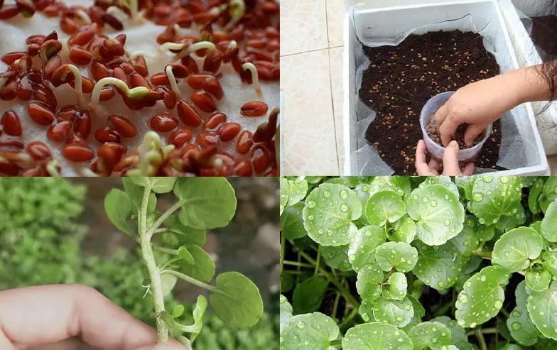 Cách Trồng Rau Cải Xà Lách Xoong Trong Thùng Xốp: Hướng Dẫn Cụ Thể