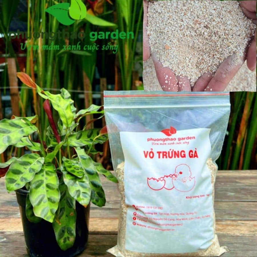 Vỏ Trứng Gà Bón Cây – Nguồn Canxi Tự Nhiên Giúp Cây Khỏe, Đất Bền