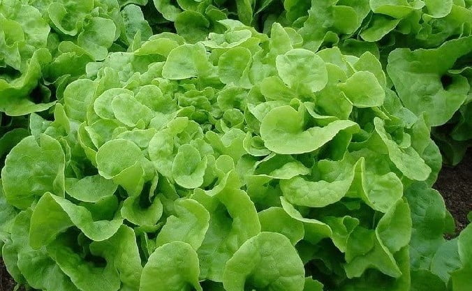 Rau xà lách mỹ
