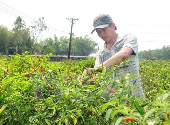 Cắt tỉa cho vườn ớt