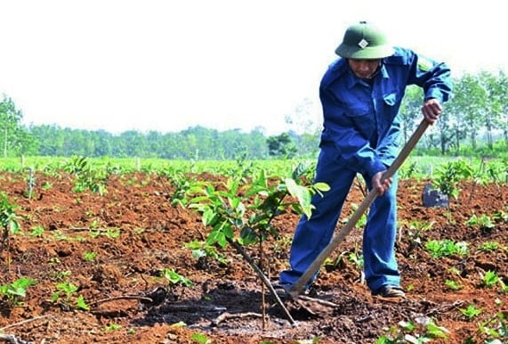 Chăm sóc giống ổi nữ hoàng