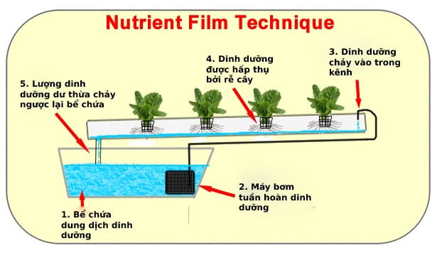 Hệ thống thủy canh NFT