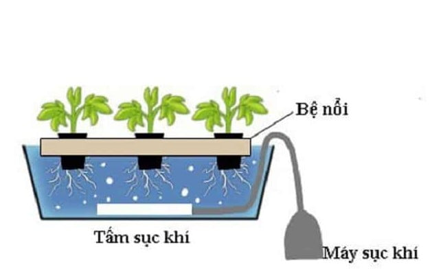 Trồng rau thủy canh DWC (Deep Water Culture)