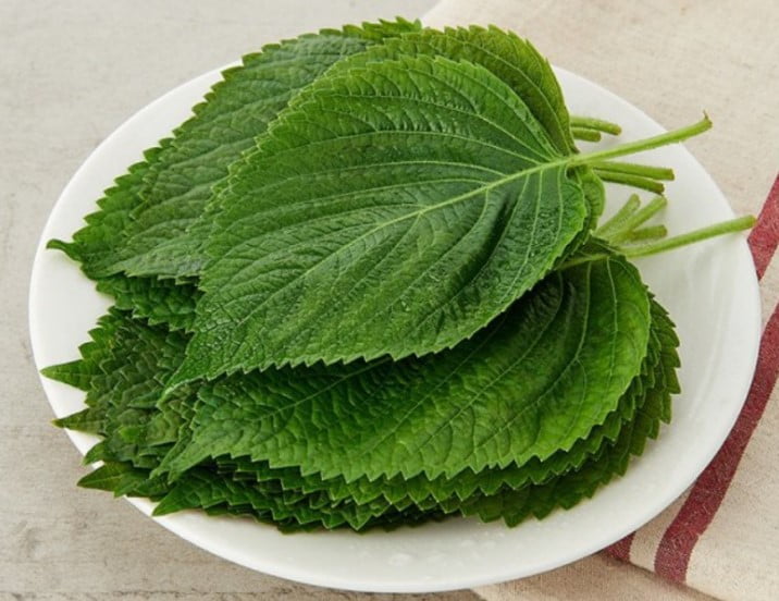 Thu hoạch tía tô