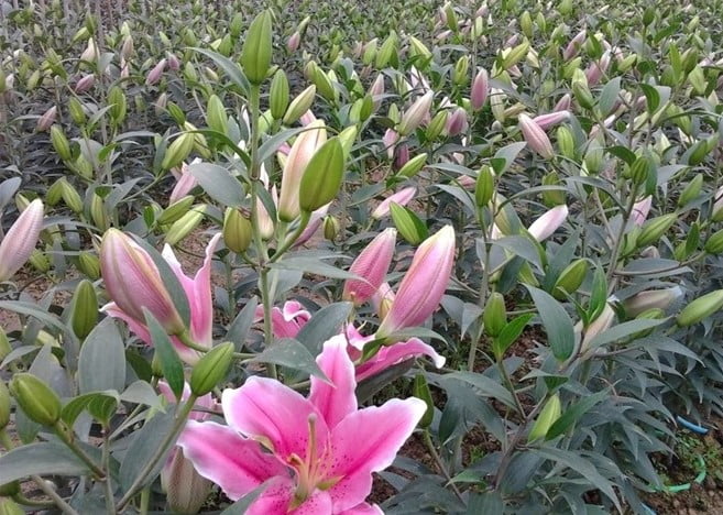 trồng hoa lily