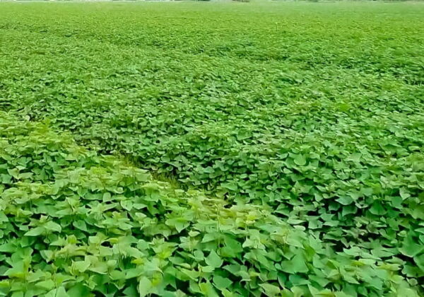 Cách Trồng Rau Lang Lấy Củ Hiệu Quả Tại Nhà 2024 - Phương Thảo Garden ...