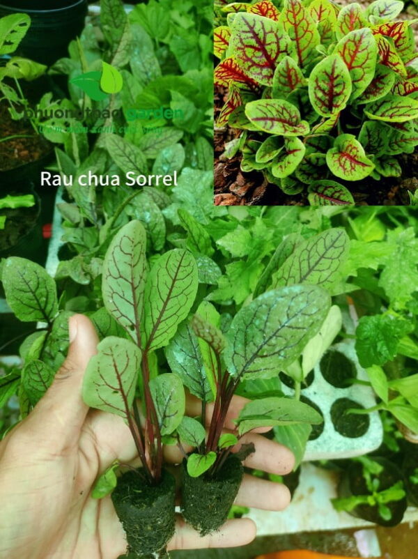 Cây giống rau chua sorrel